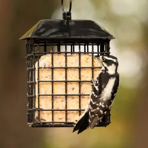 Black Metal Two Cake Suet Cage Bird Feeder with Roof