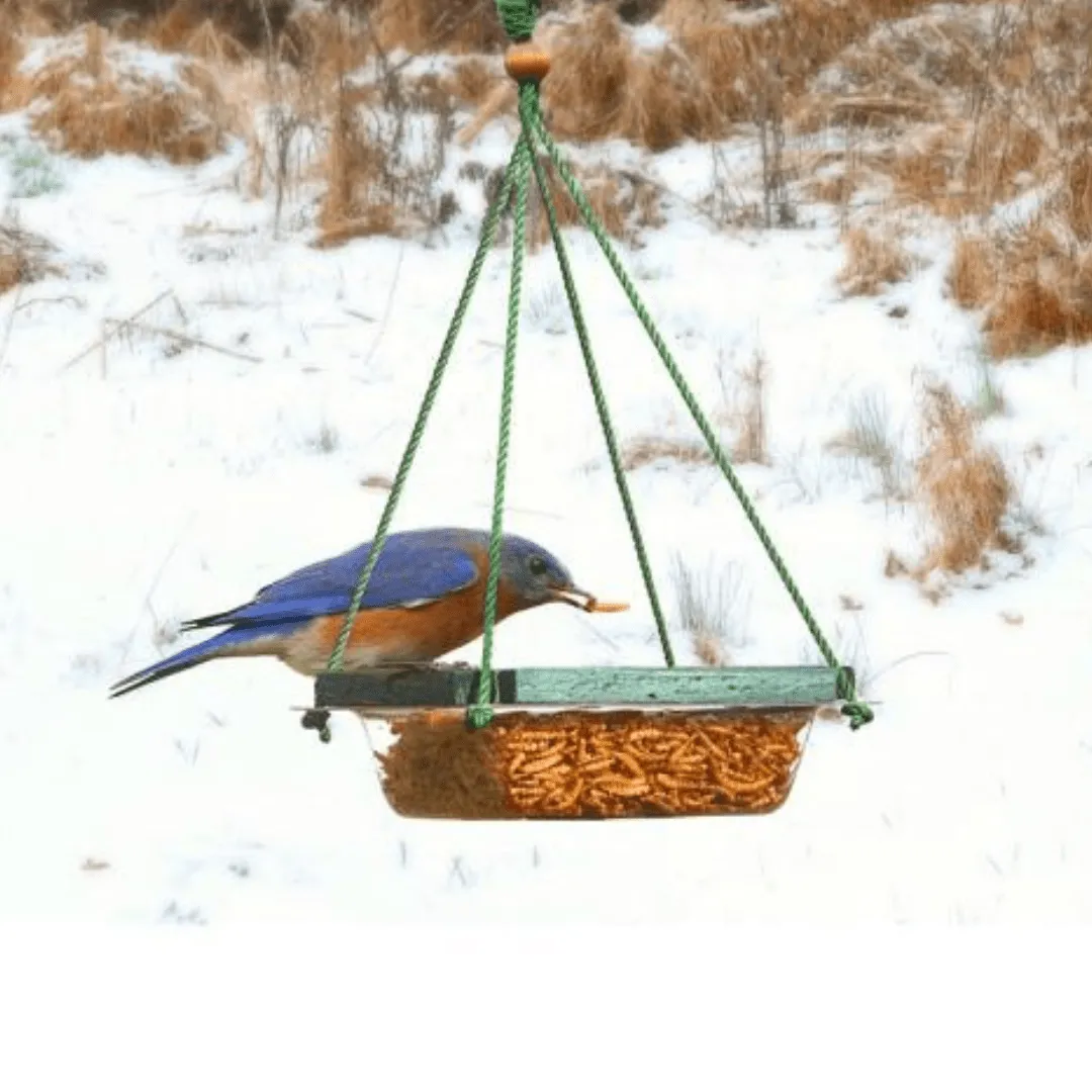 Hanging Mealworm Dish Feeder