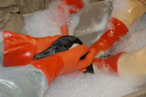 Oil spill bath for a bird