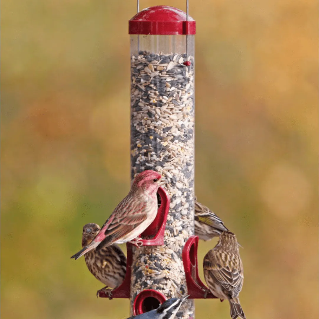 Seed Tube Feeder